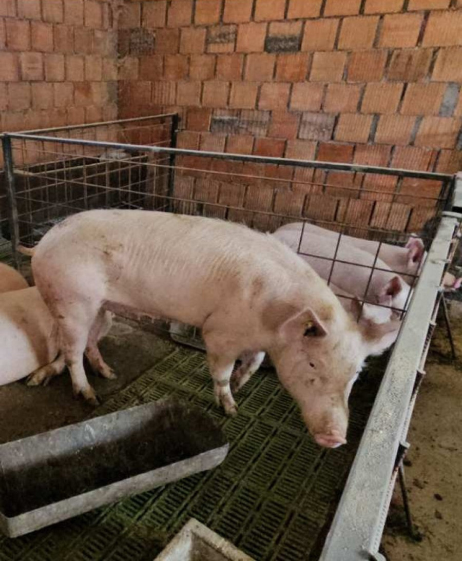 Eutanazirano više od 1.900 životinja: Kako se stočari bore protiv afričke kuge svinja (FOTO)