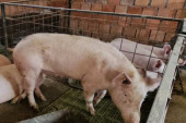 Sva žarišta afričke kuge svinja u Srbiji: Kako se prenosi, ko je najugroženiji i šta morate da znate!