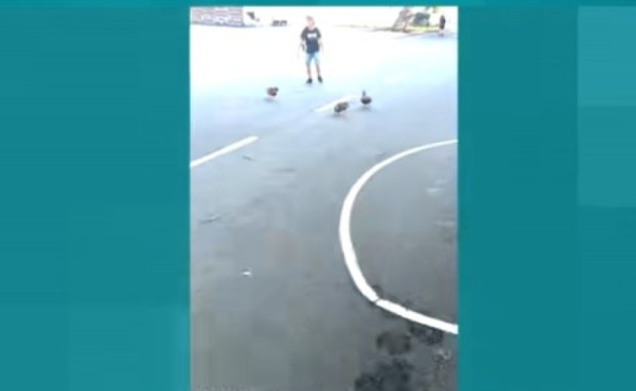 Dečak iz Bristola spasao pačiće, a sada ga pernata kolona svakog jutra prati do škole (FOTO)