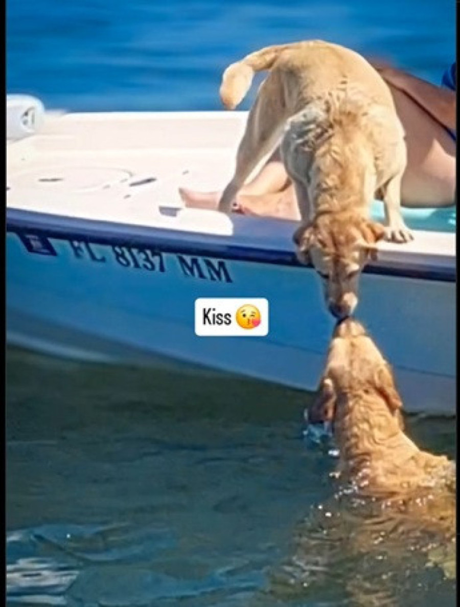 Sve za ljubav: Labrador se bez oklevanja bacio u more kako bi upoznao svoju srodnu dušu (VIDEO)