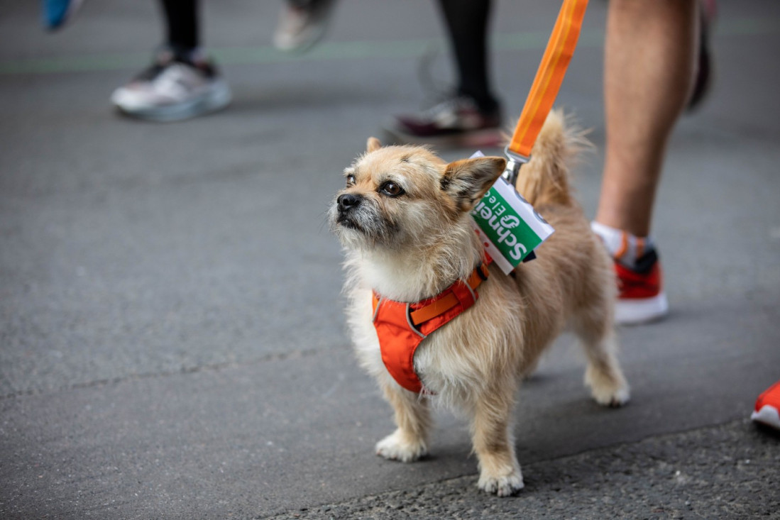 Češku pred izbore drma nesvakidašnji skandal: Poslanica htela da ubije psa nove partnerke svog bivšeg muža