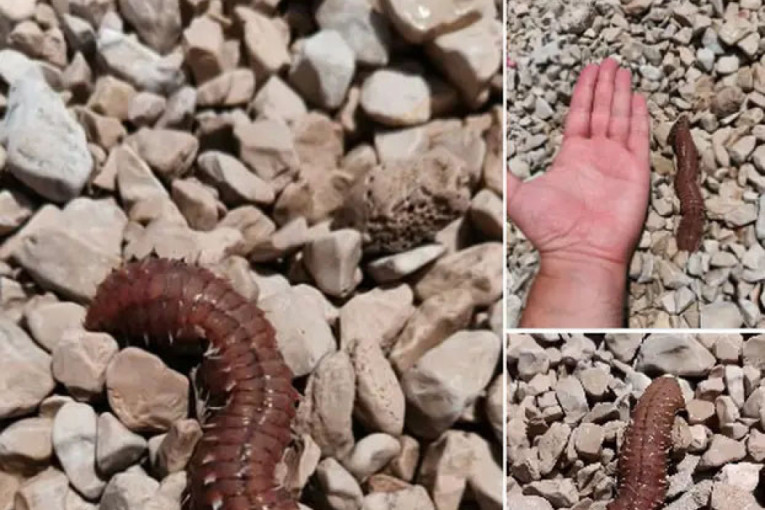 Užas u restoranu! Gost u sušiju pronašao živog crva koji mu se migoljio na tanjiru