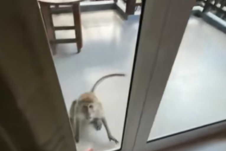 Neočekivani gost u hotelskoj sobi: Snimak sa Tajlanda postao je viralan zbog urnebesne situacije sa majmunom-provalnikom (VIDEO)