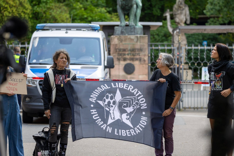 Skandal u nemačkom zoo-vrtu: Ubijeni zdravi majmuni jer "nije bilo mesta za njih"?!