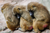 Skandal u nemačkom zoo-vrtu: Ubijeni zdravi majmuni jer "nije bilo mesta za njih"?!