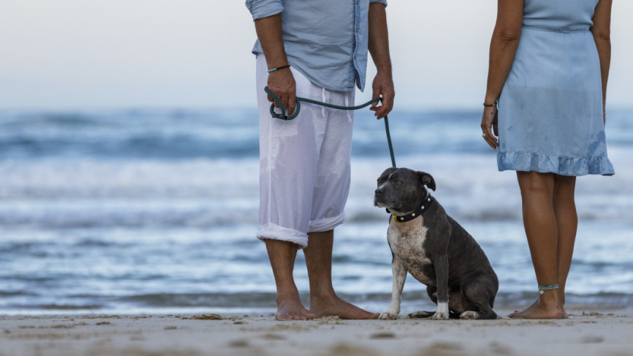 Letovanje sa psom: Vodič za bezbedan odlazak na plažu sa četvoronožnim prijateljem