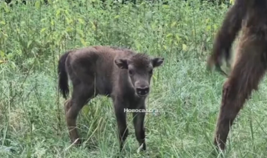Bizon pobegao iz rezervata! Fruška gora na nogama! (VIDEO)