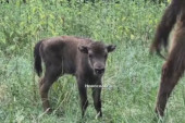 Tata Tajfun se drži po strani, a mama Fruška vodi glavnu reč: Mala bizonka ukrala srca čuvara parka! (VIDEO)