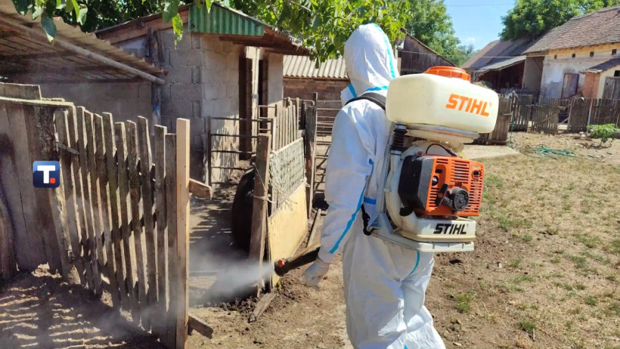 Kritična situacija u Mačvi i Podrinju: Nova žarišta svinjske kuge!