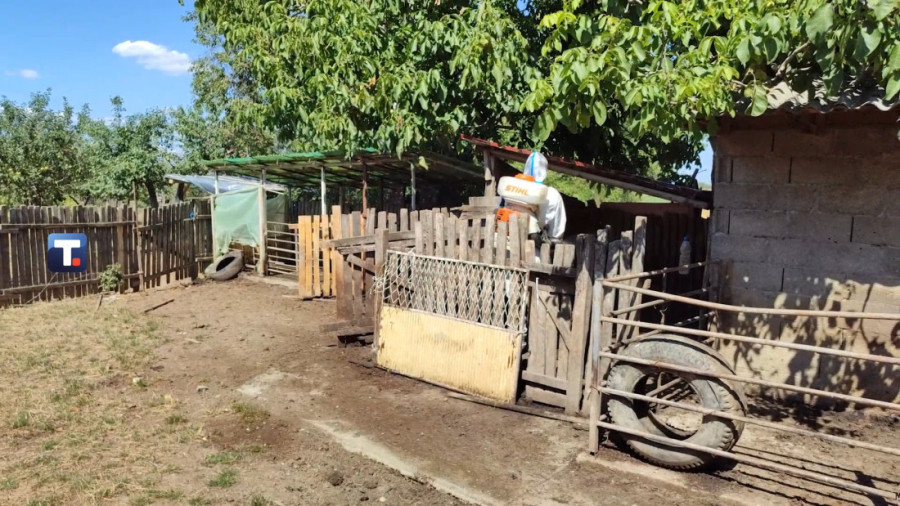 Kritična situacija u Mačvi i Podrinju: Nova žarišta svinjske kuge!