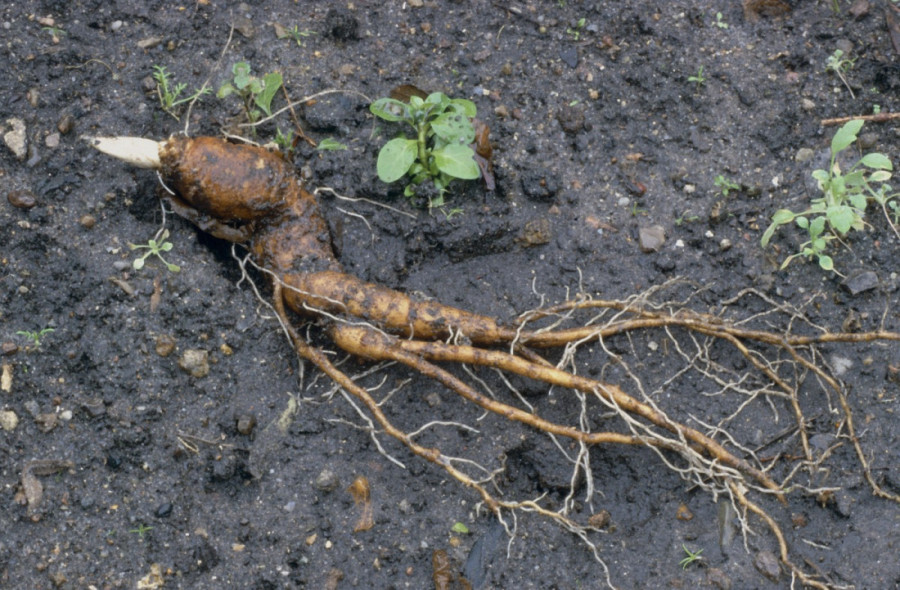 Šta se u prošlosti koristilo da se digne libido? Od kobrine krvi do guštera, ljubavna izdržljivost mogla je i glavom da se plati