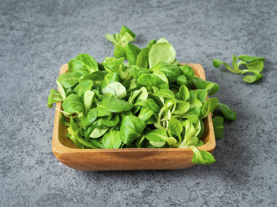 Znamo da zeleniš treba da bude deo obroka: Zelena ili matovilac, koja je salata zapravo najhranljivija