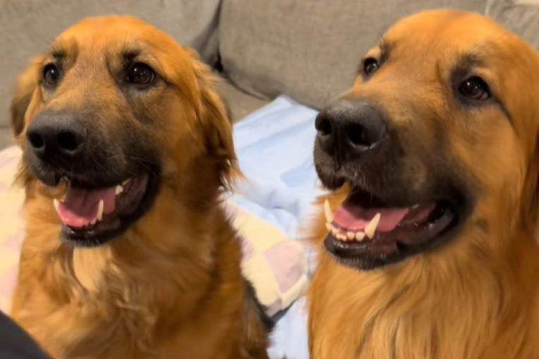 Ber i Nala: Neodoljivi mešanci dve najpopularnije rase koji su zaludeli internet (VIDEO)