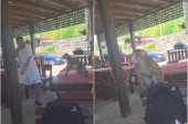 Haos usred bela dana! Majmun upao u restoran u Sutomoru, gosti vrištali i bežali (VIDEO)