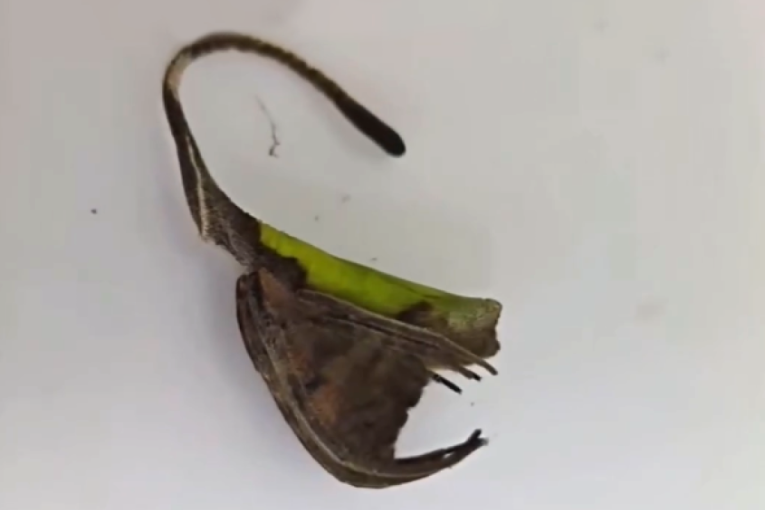 Baš se počastio! Čovek platio jednu voćku više od 10 evra, pa podelio šok na internetu - da li sam ja lud? (FOTO)