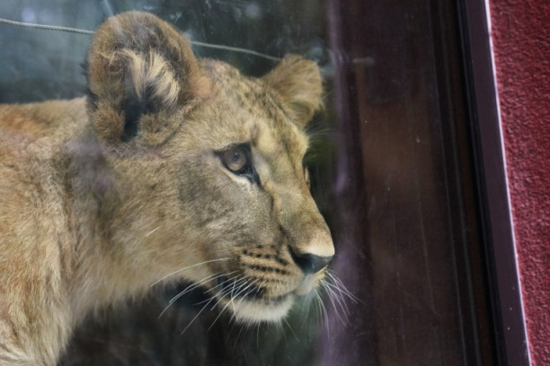 Nekad simbol krvavih gladijatorskih borbi, danas simbol nade: Berberski lavovi dobili četiri mladunca (FOTO)