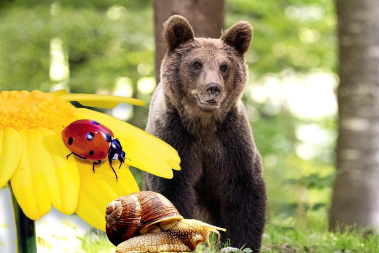 Stranci iz Afrike i Azije razbili enigmu: Evo ko je misteriozni čovek sa Rudnika (FOTO)