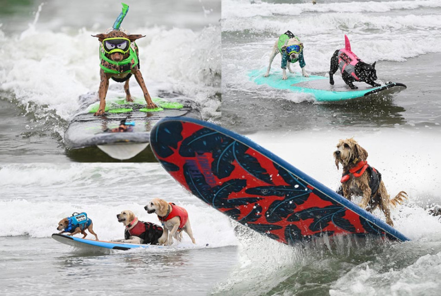 Ber i Nala: Neodoljivi mešanci dve najpopularnije rase koji su zaludeli internet (VIDEO)