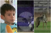 Kojot napao dečaka (6) usred parka! Vukao ga po zemlji i grizao, a onda se desio obrt (VIDEO)