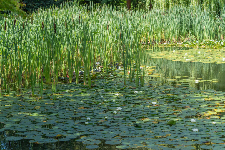 Povratak iz močvare: Na Floridi pronađeno stvorenje kog nije bilo 33 godine (FOTO)