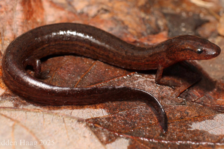 Povratak iz močvare: Na Floridi pronađeno stvorenje kog nije bilo 33 godine (FOTO)