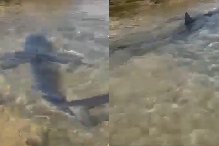 Panika na plaži! Uočena ajkula, ljudi izleteli iz vode čim su ugledali peraje (VIDEO)