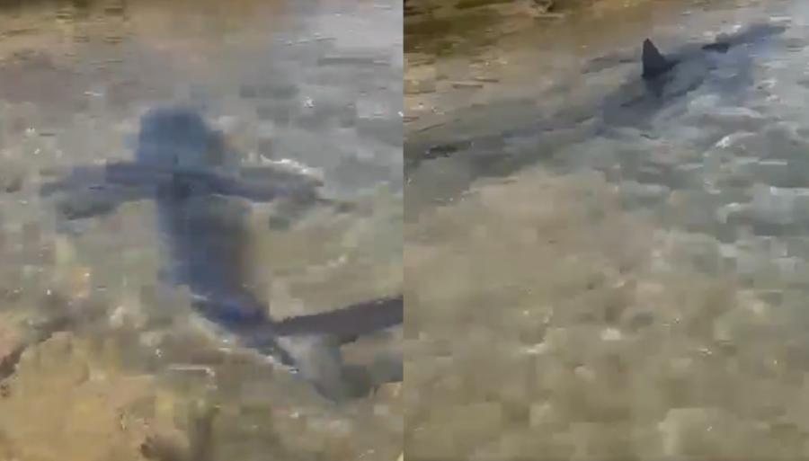 Srbi čuvajte se! Ovo je najopasnija plaža na svetu - ajkule vrebaju sa svih strana!