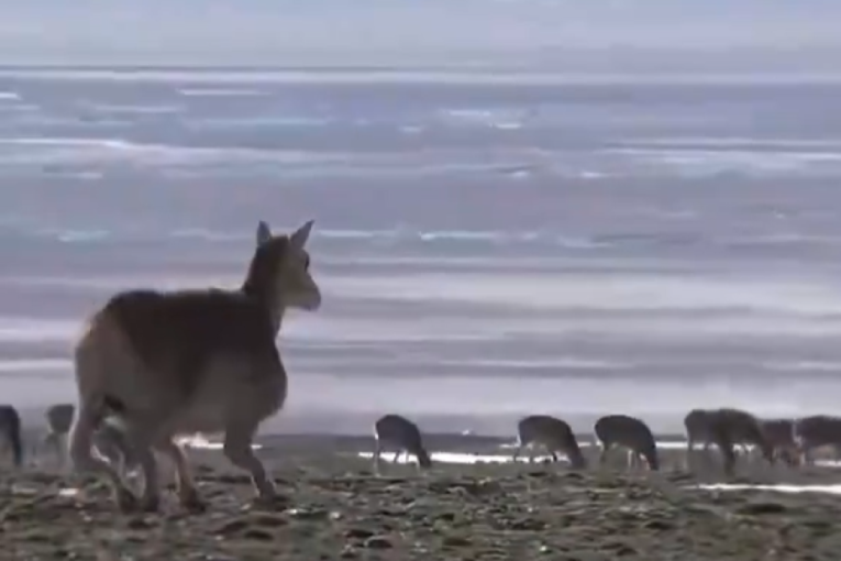 Ne, ovo nije antilopa, ovo je robot: Kineska tehnologija postala potpuni hit na internetu (VIDEO)