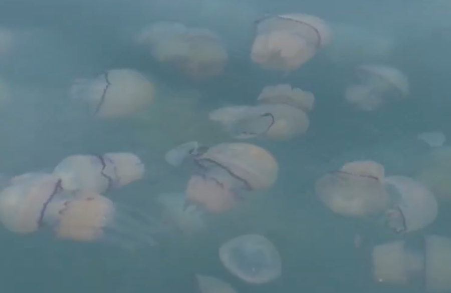 Iz prodaje se povlači omiljena pasta Srba! Opasna je za zdravlje, razara usta, ovo su simptomi