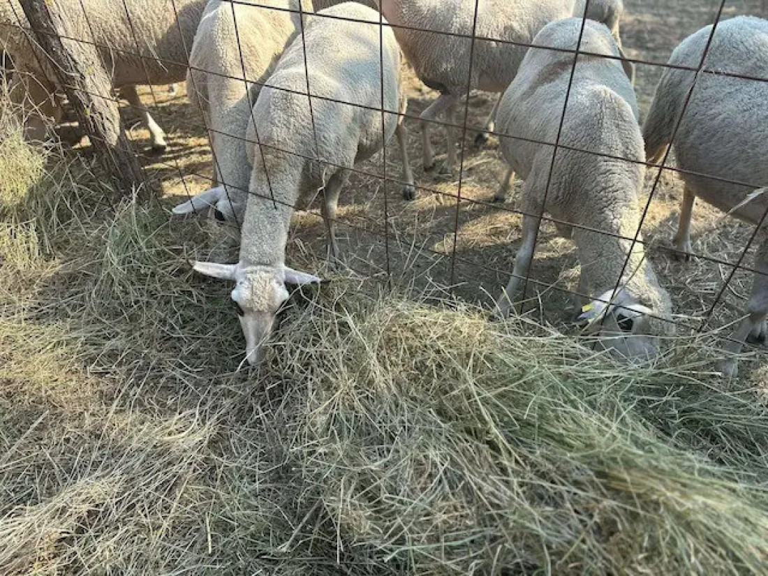Vrućine prave velike probleme stočarima: Dragan iz Mršinaca ovako brine o kozama i ovcama tokom toplotnog talasa (FOTO)