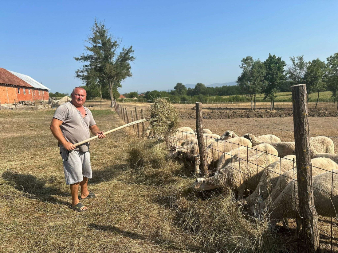 Vrućine prave velike probleme stočarima: Dragan iz Mršinaca ovako brine o kozama i ovcama tokom toplotnog talasa (FOTO)