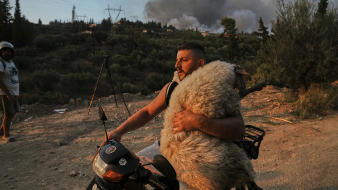 Porodica Tošić pokazuje kako se paprika može gajiti cele godine – bez hemije i pesticida! (FOTO/VIDEO)