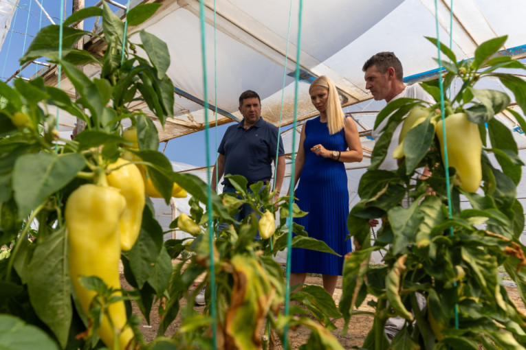 Jadran potresaju jezivi slučajevi – opet nađen mrtav delfin! Presudila mu ljudska ruka!