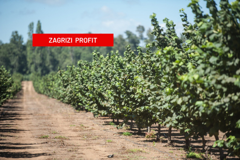 Crno zlato iz plastenika, koje leči i rak: Skenderovići uzgajaju retke crne godži bobice – jedini u Srbiji (FOTO)