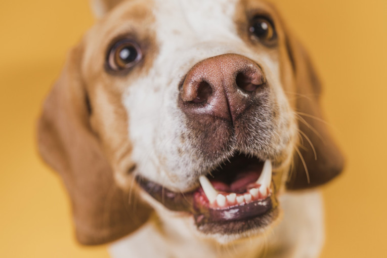 Radoznao beagle pas sa bliskim prikazom njuške, simbol nestašnog psećeg ponašanja.