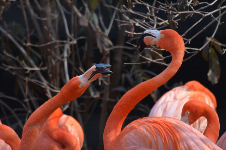 Dugoročna prijateljstva i „bračni“ odnosi među ovim pticama oduševljavaju naučnike (FOTO)