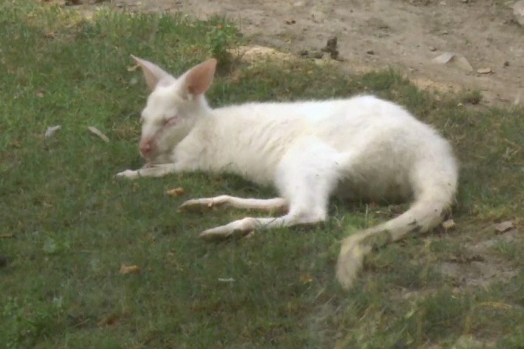 Beogradski zoo vrt ima novu zvezdu: Traži se ime za crvenooku lepoticu (VIDEO)