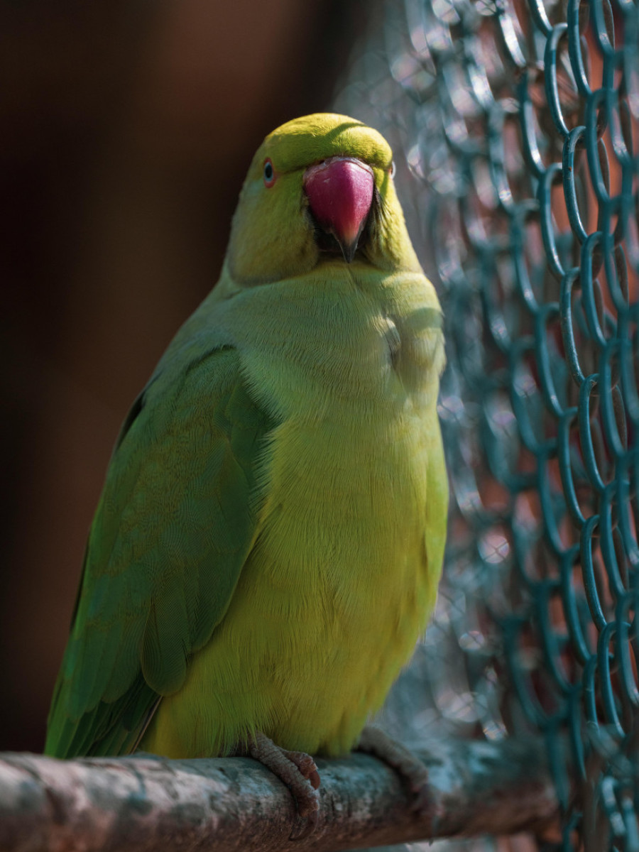 Koji papagaj je pravi izbor za vas? Ove četiri vrste su pogodne i za život u stanu, nisu haotični ni bučni