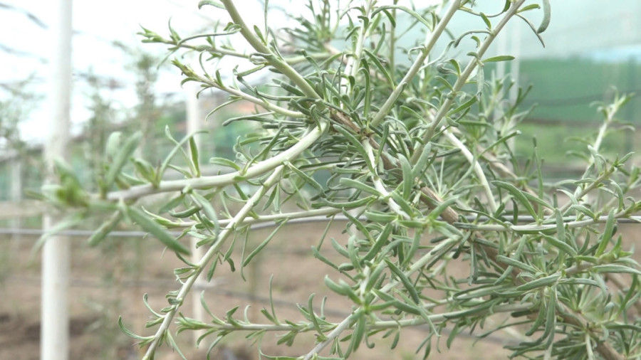 Crno zlato iz plastenika, koje leči i rak: Skenderovići uzgajaju retke crne godži bobice – jedini u Srbiji (FOTO)