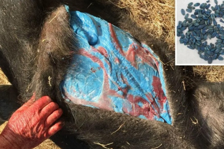 Ovo morate da znate ukoliko se zaputite u Zapadnu Srbiju: Izvode se radovi na deonici autoputa Pakovraće - Požega, preusmerava se saobraćaj