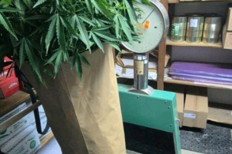 U stanu pronađene stabljike marihuane i market narkotika! "Pao" diler u Boru(FOTO)