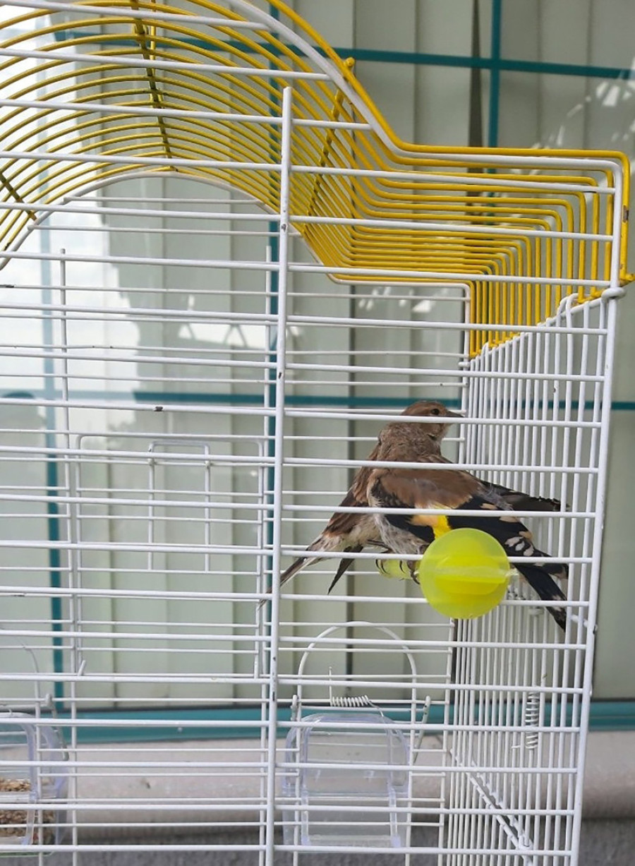 Hapšenje na Horgošu: Sprečen šverc prirodnog blaga!