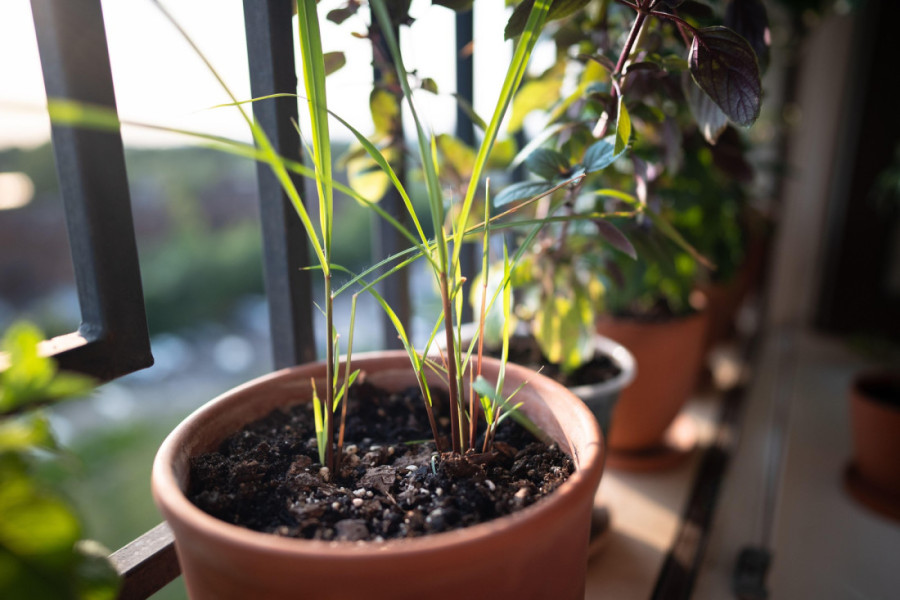 Prirodni repelent: Zbog ove biljke komarci beže glavom bez obzira, a vi štedite novac koji biste bacili na hemiju