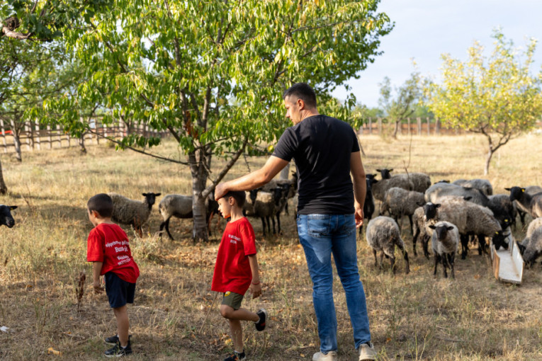 Jeziv pokolj u Priboju - psi lutalice rastrgli 18 ovaca! Ljubinku treći put uništeno stado (FOTO)