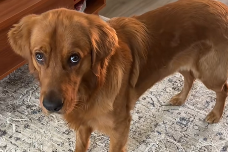 Vlasnici su mislili da će doberman štititi mačka, a dogodilo se nešto neočekivano: Opasniji je od imena koje s ponosom nosi (VIDEO)