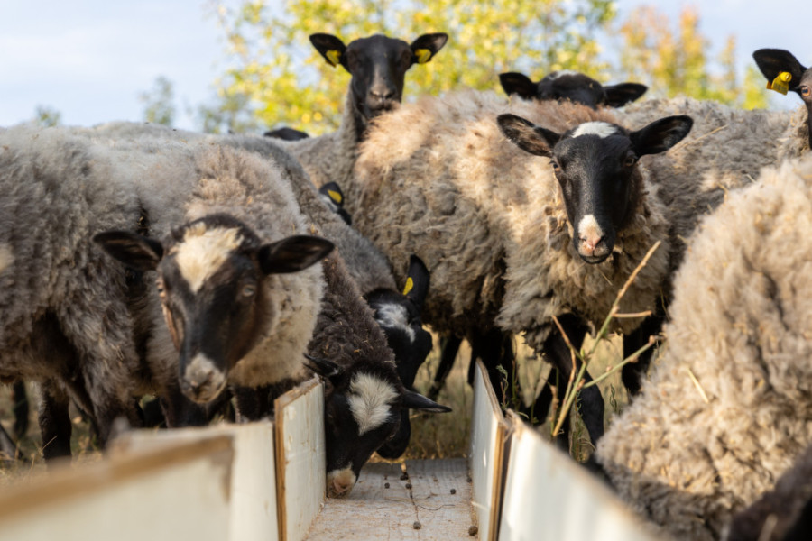 Obogatiš se preko noći! Ovo je biznis budućnosti