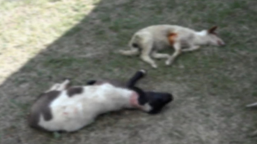 Jeziv pokolj u Priboju - psi lutalice rastrgli 18 ovaca! Ljubinku treći put uništeno stado (FOTO)