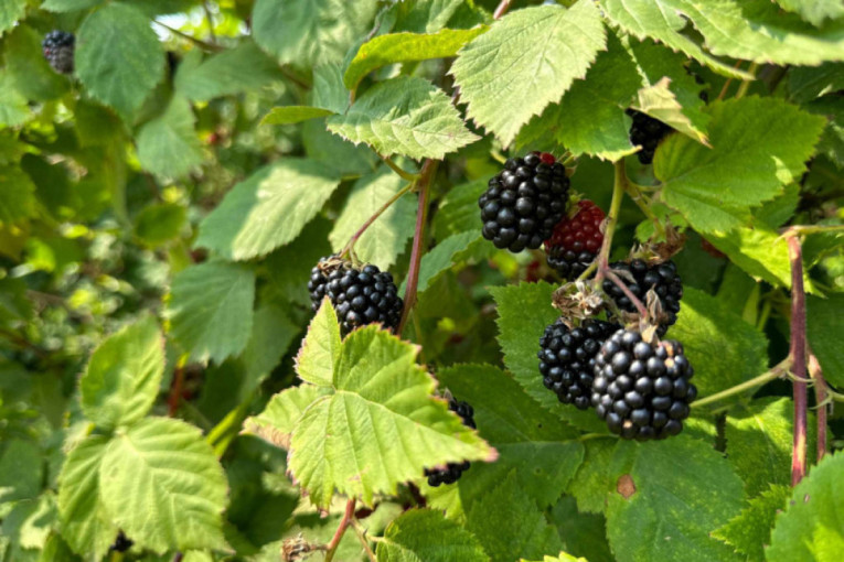 Lančani sudar na Pančevačkom putu! Četiri automobila učestvovala u udesu