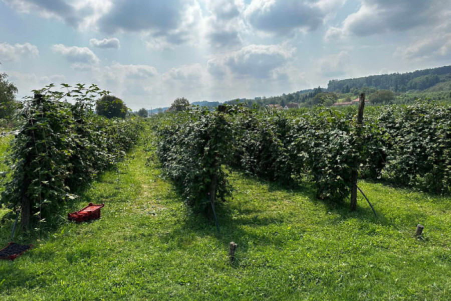 Može da se zaradi i do 5.000 dinara dnevno! Ovo svaki sezonski radnik treba da zna! (FOTO)