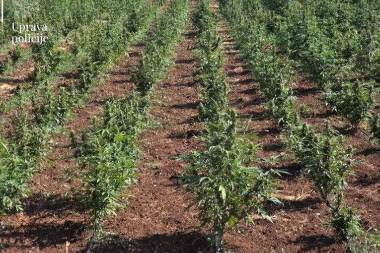 Crna Gora kao Meksiko! Uhapsili Maraša, a drogu iznosili u džakovima! (FOTO)